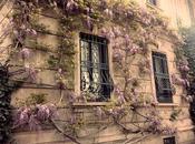 Wisteria Milano