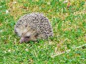 L’eleganza mezzo campi…