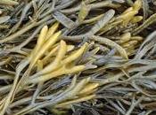 Fucus: come funziona. Perchè agisce dimagrante.