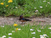 rondini passeggio colombi rosa