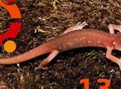 Ubuntu 13.10 chiamerà Saucy Salamander.