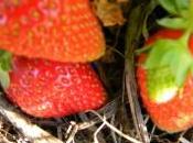 Arborea, domenica maggio Sagra della Fragola