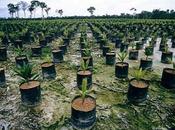 Camerun Land Grabbing avanza ministero delle Foreste protesta inascoltato