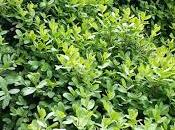 Allarme Bossi_ Buxus spp. Diaphania perspectalis