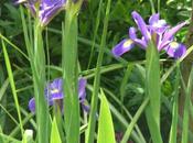 Iris, passione!