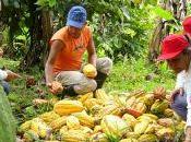 guerra cacao