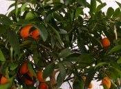 Accessibilità Ristorante cucina marocchina Babà