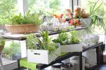 Cucinare erbe aromatiche