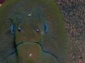 murena