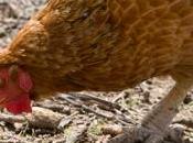 Arsenico pollo, quali rischi salute umana?