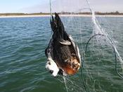 pesca intensiva uccide 400mila uccelli marini l'anno