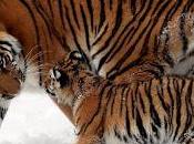 2022: fine della tigre selvatica? Nell'anno lancia appello salvare felini
