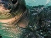 foca monaca torna Sicilia: protagoniste isole Egadi