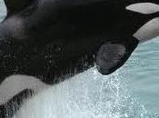 Eolie: Lipari Panarea aggira un’orca