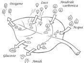 Materiale sulla fotosintesi scuola primaria