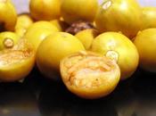 Semi Solanum torvum produzione propria! Ecco come fare averli