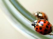 coccinelle della suocera Ladybugs