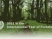 2011: Anno Internazionale delle Foreste