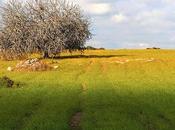 Prospettive l’Ambiente Paesaggio Salento leccese