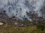 Amazonia: deforestazione perdona