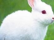 coniglietta bianca Vany