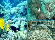 Viaggi Indonesia: Snorkeling Manado