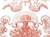 splendore casuale delle meduse” Judith Schalansky
