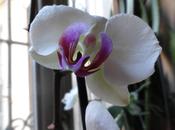 Velvety Orchid