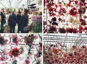Chelsea Flower Show 2013: altri giardini sospesi
