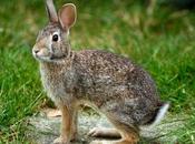 libera alla caccia conigli selvatici nelle Egadi