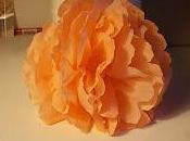 peonia