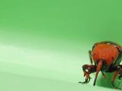 Punteruolo rosso
