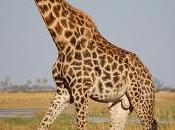 Giraffa, l'animale alto mondo