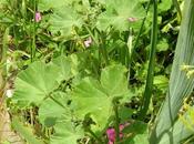 Malva...che panacea!