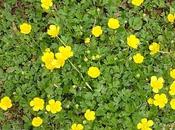 Crema crescione selvatico