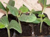 Coltivare cetrioli nell’orto casa