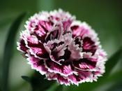 Garofani dianthus