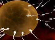 Problemi fertilità maschile: aiuto dalla natura