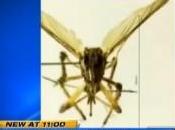 Invasione zanzare giganti Florida: loro puntura come lama tagliente