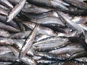 Sarde agrodolce