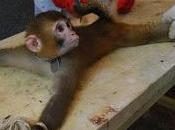 Stop Vivisection Day: giugno 2013