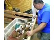 Canta ninna nanna cinque cuccioli addormentano (video)