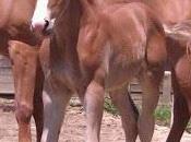 Settimane Verdi Ranch Gelsomino