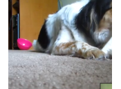 gattino prova sfilare gioco l’osso cane (video)