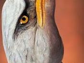 Aquila