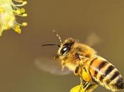 Ronza l'ape, ancora ronza.
