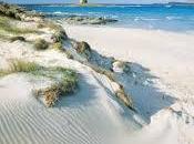 Stintino, angolo Sardegna spiaggia tropicale: Pelosa