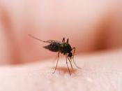 Sogni d’oro anche d’estate: come difendersi dalle zanzare