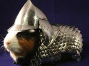 L’armatura medievale cavie