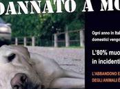 Ecco cosa succedere cane abbandonato